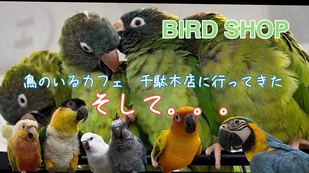 4K/BIRD SHOP TORI CAFE (鳥のいるカフェ　千駄木店)💕🦜