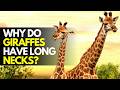 Why Do Giraffes Have Long Necks 