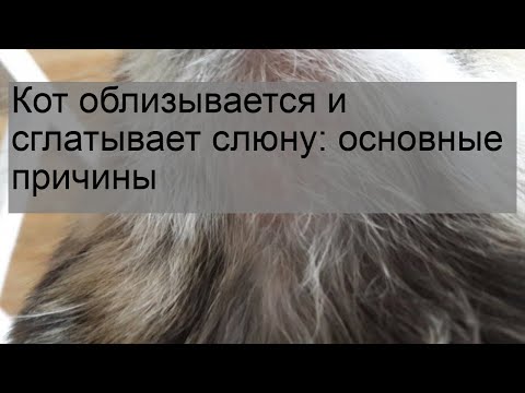 Видео: Почему моя кошка сглатывает?