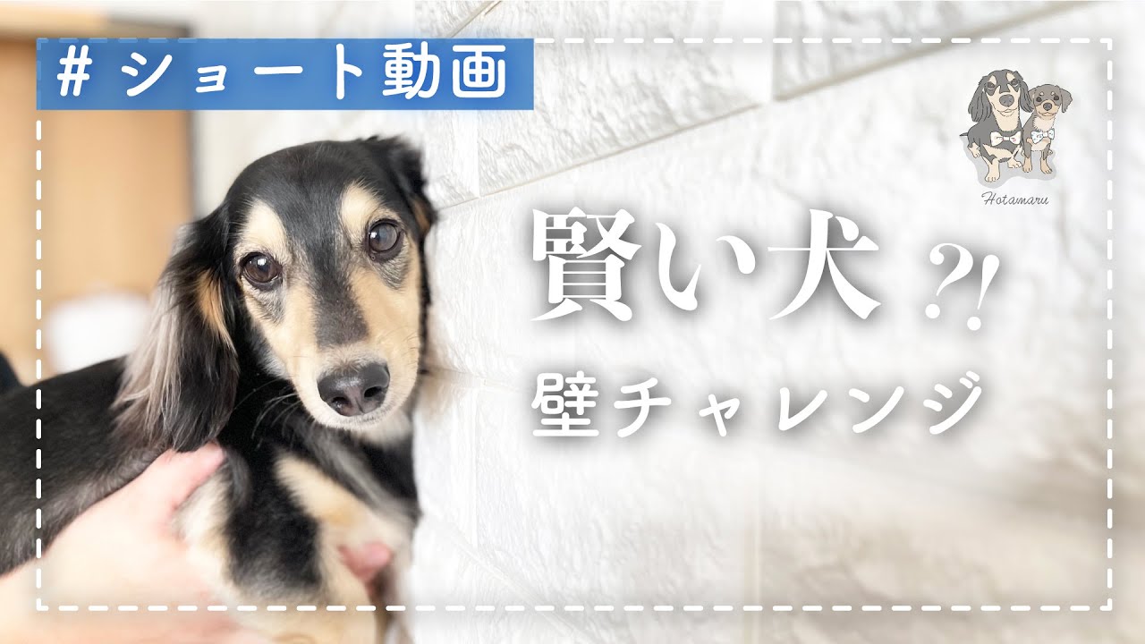 賢い犬は壁に手をつくらしい Tiktokで流行 ダックスとチワックスが挑戦してみた Shorts Youtube 賢い犬は壁に手をつくらしい Tiktokで流行 ダックスとチワックスが挑戦してみた Shorts Youtube
