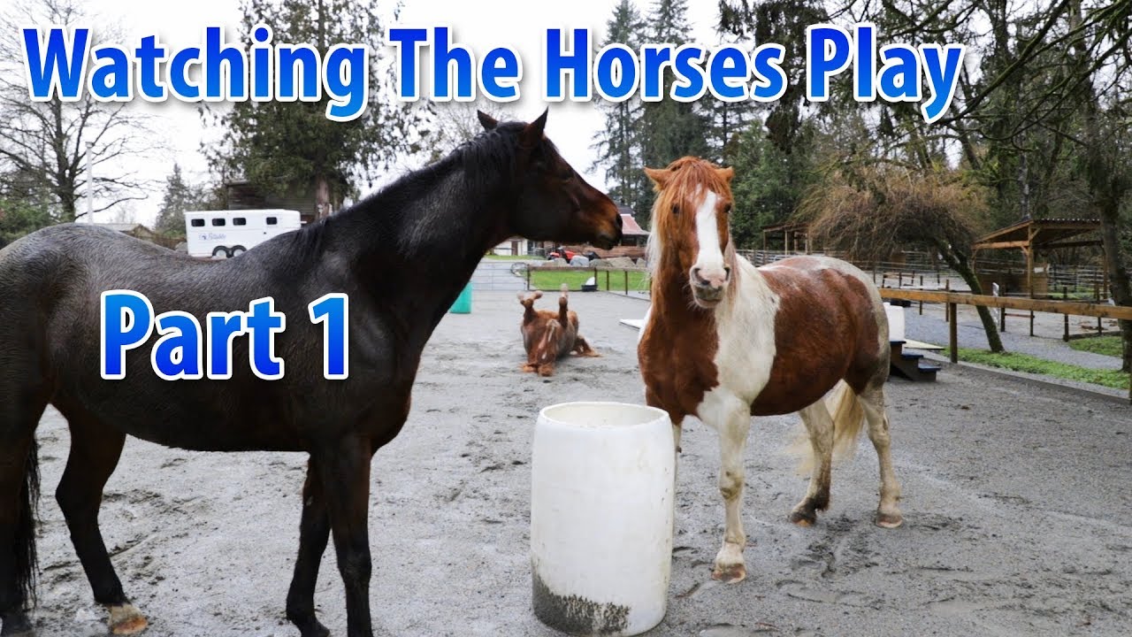 Watching The Horses Play (Part 1) YouTube