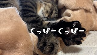【猫 ヒロシです】猫の癒しの仕草 by ヒロシとアリーのそら 66 views 2 months ago 1 minute, 34 seconds