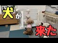 子犬が我が家に来た！先住犬の反応は！？