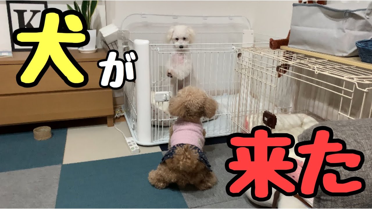 子犬が我が家に来た！先住犬の反応は！？