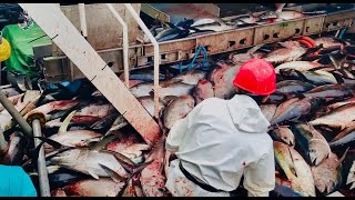 Keahlian yang sangat luar biasa!!.fishing tuna dengan teknik 3 lawan satu ekor tuna terbesar #viral