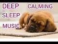 Music for Dogs Deep Sleep Nature Sounds Rain Birds Calming Relaxing Music