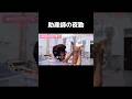 助産師の夜勤ってこんな感じ #猫ミーム