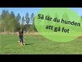 Så lär du hunden att gå fot