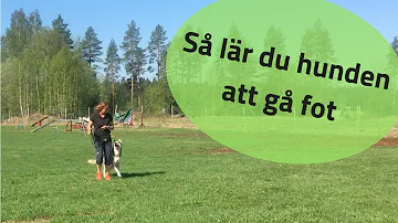 Får man ha hunden bunden?