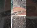 tips and tricks for cutting down large trees #shortvideo #treecutting #chainsaw