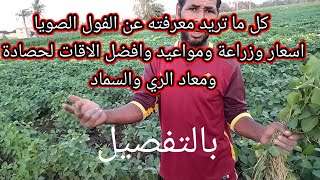 زراعة الفول الصويا و اسعار الفول الصويا وتوقعات الاسعار الايام القادمة وكل ما تريد معرفته