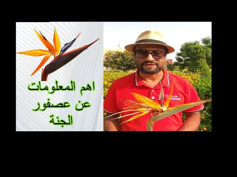 فيديو: النواة المعمرة (39 صورة): زراعة ورعاية زهرة ، أصناف للأرض المفتوحة ، وصف لبوروبسيس متنوع ، استنساخ