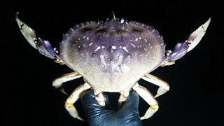 Catch BIG Crabs in the Dark Night Gear and Surf Tips