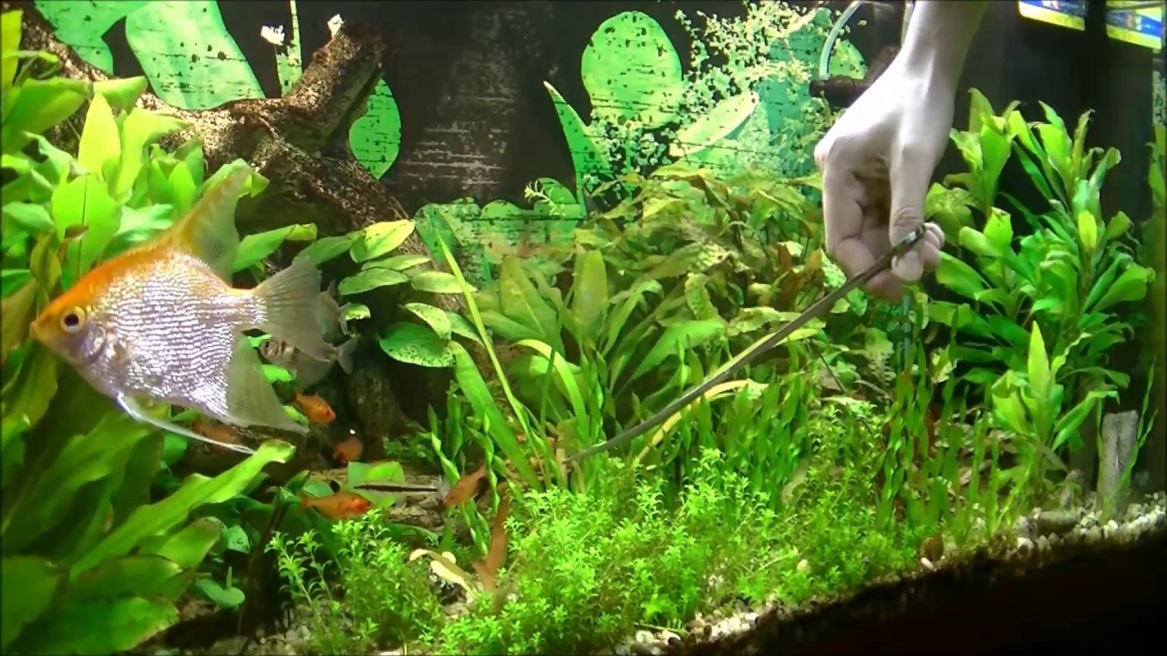 Аквариумная клумба - подстригаем хемиантус микрантемоидес