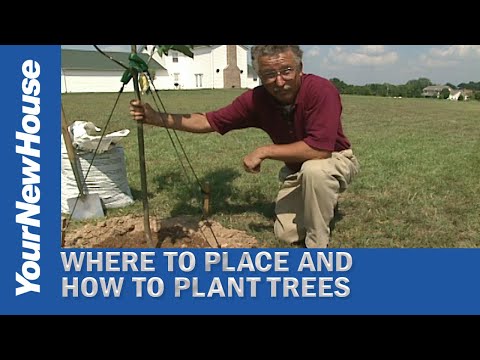 Video: Informazioni su Pin Oak - Suggerimenti per la coltivazione di Pin Oaks nei paesaggi