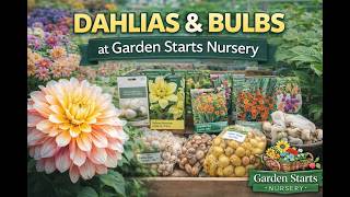 Dahlias & Bulbs at Garden Starts Nursery 🌸 Huge Selection #dahlias #flowerbulbs #cutflowers