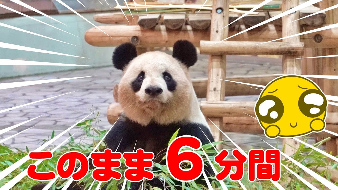 🐼母パンダ良浜の6分間フリーズ！見る人の心を掴む感動物語🐾 - YouTube 