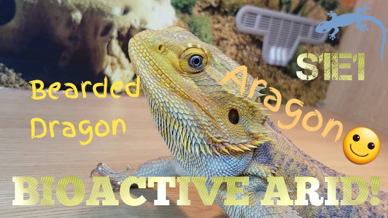 Bioactive ARID Bearded Dragon S1E1 sealing a vivarium YouTube