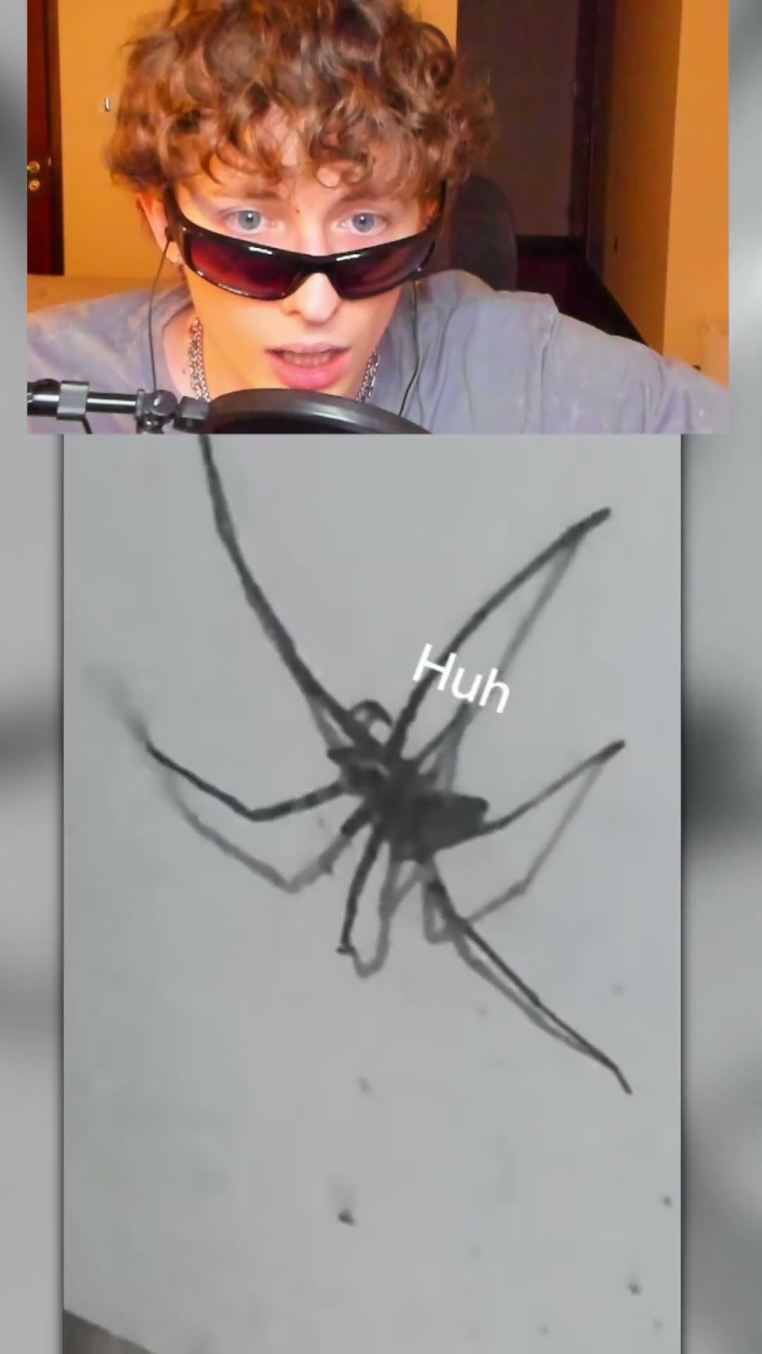 ARAÑA vs GATO??️