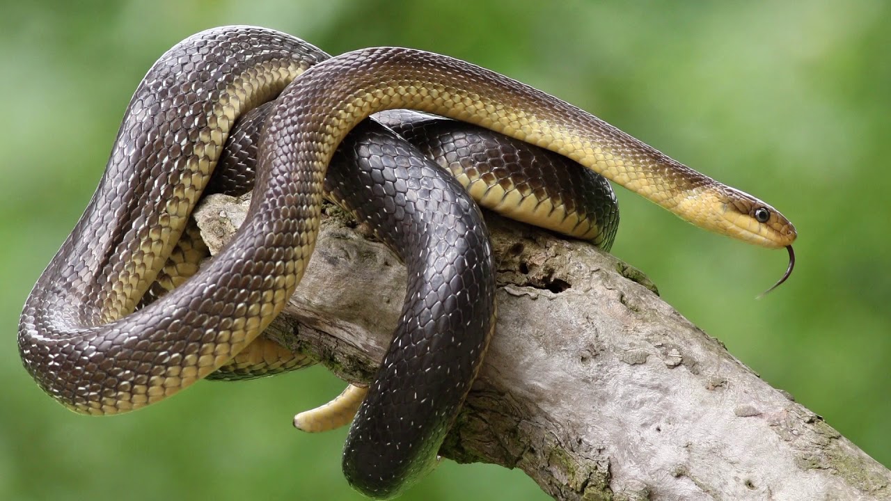 Krásy chráneného územia SK/UA - Národného parku Poloniny