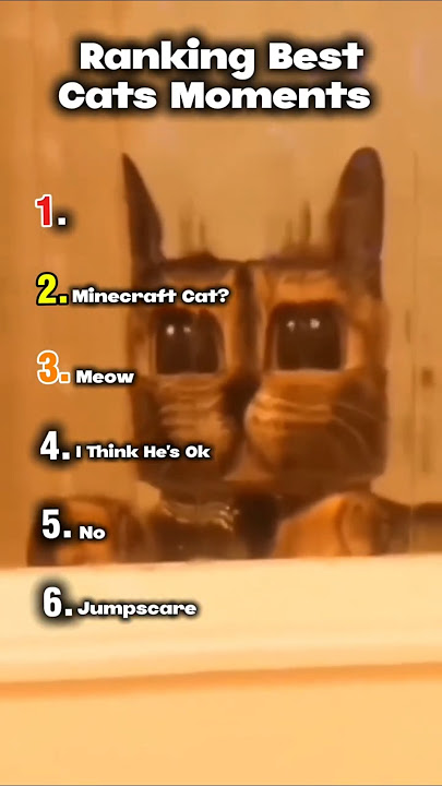 Ranking Best Cats Moments