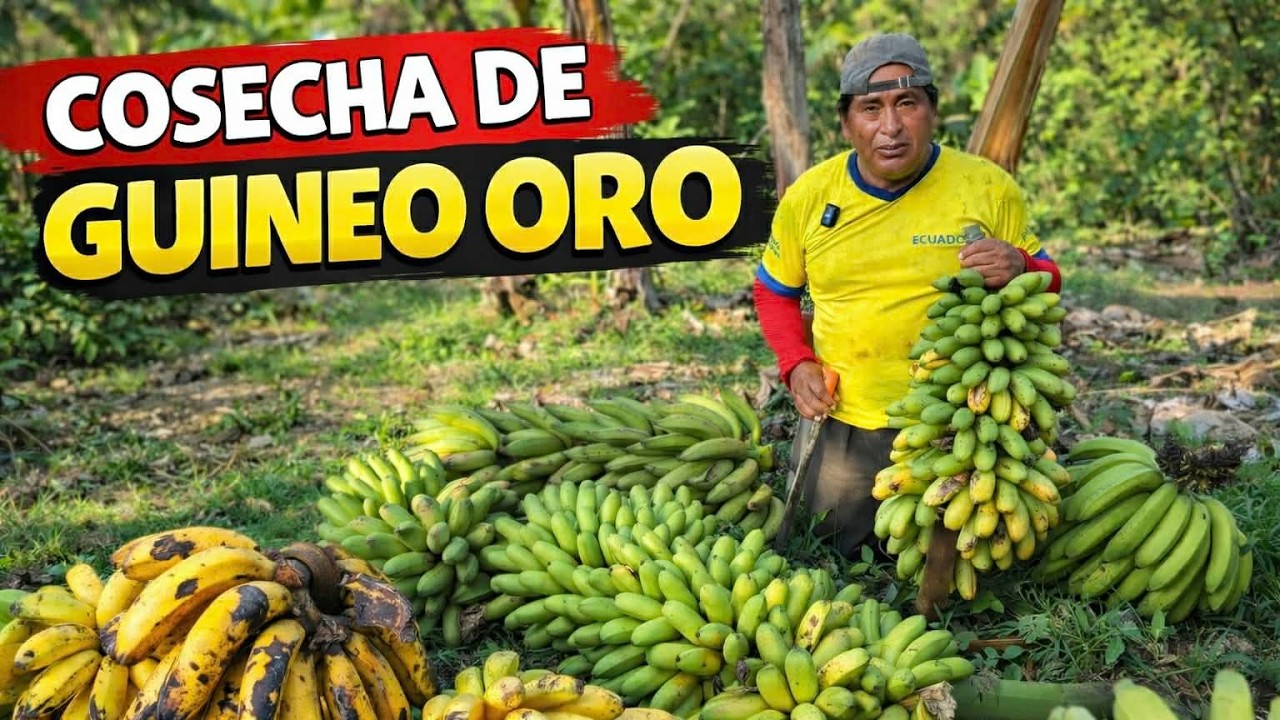 Asi se cosecha el guineo oro en huerta limpia y bien cuidada