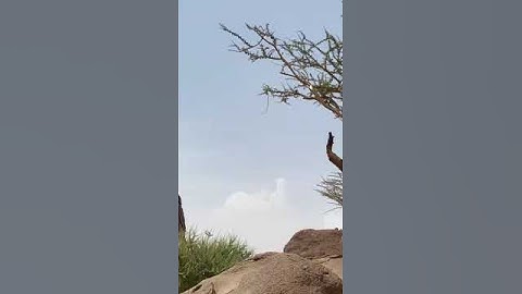 دحيم الحماد ١٤٤٤هـ آيات من سورة الواقعة