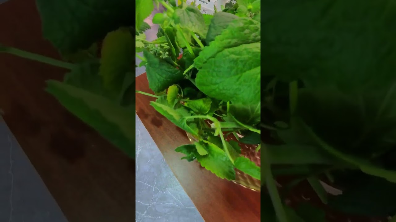 Harvested some mint today 🌱