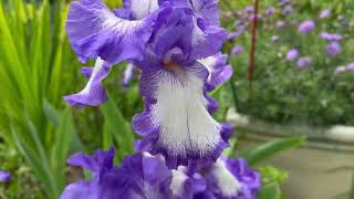 Flowers of the week 🥀☔🥀first Spring Blooms of Glorious Bearded iris