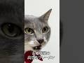 お姫様猫のエレガントなプリンセス・フレーメン #cat #猫 #ねこ #フレーメン反応 #shorts #猫のいる暮らし