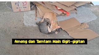 Ameng dan Tamtam Main Gigitgigitan