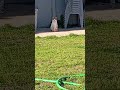 Kitty 🐈 Rex 🦮.....😬😬