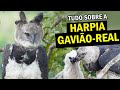 HARPIA OU GAVIÃO REAL: A MAIS PODEROSA ÁGUIA DO MUNDO, Comportamentos e Curiosidades | Planeta Aves