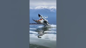 #بسم_الله_الرحمن_الرحيم #آيات #قرآن #ترند #اكسبلور #لايك #راحة_نفسية