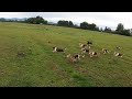 Caceria de Conejos Con Perros Beagle | Septima Region Chile