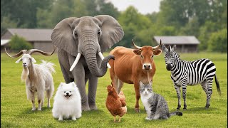 Adorable Farm Animals Compilation – Funny &amp; Sweet Moments | Animal World