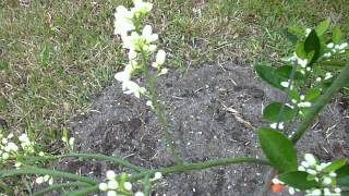 Tropical Fruit Trees - Navel Orange - Part 2