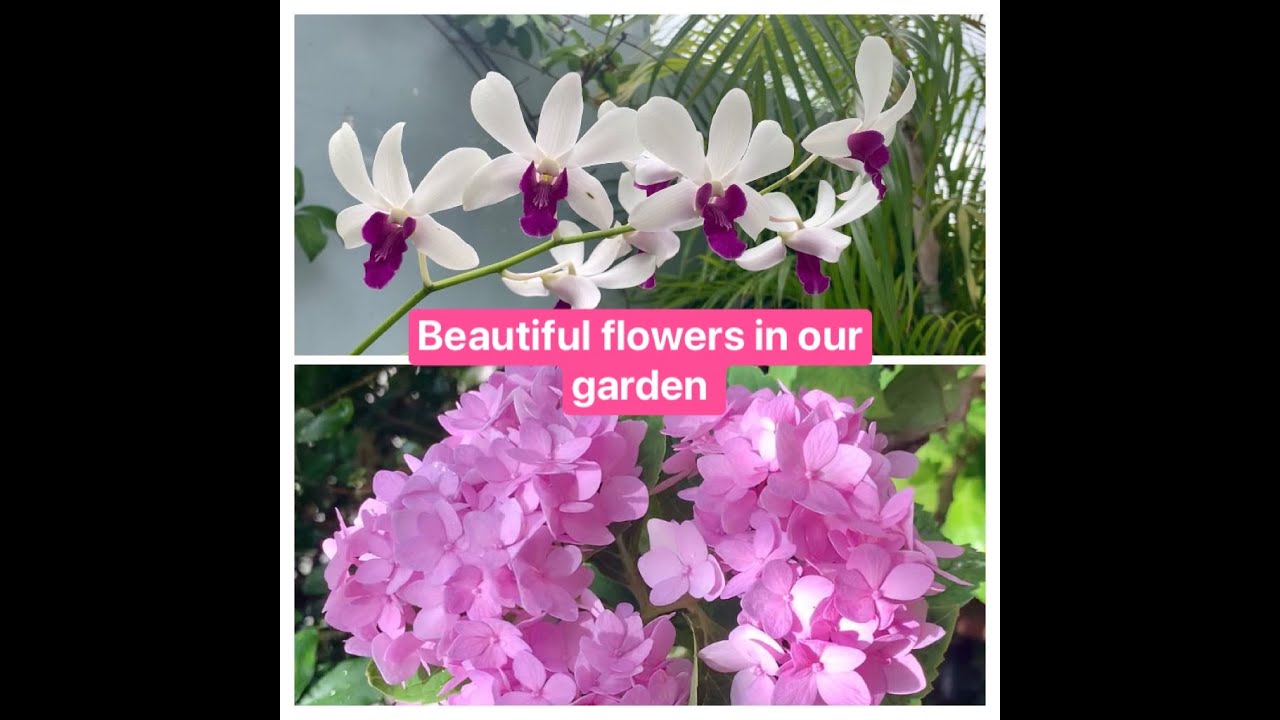 BEAUTIFUL FLOWERS STRESS RELIEVER Hazel's Diary YouTube