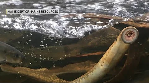 Thousands of Lamprey Eels spotted in Maine river