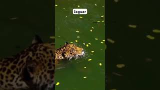 Jaguar Taking A Swim