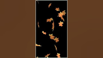Tree Leaves Black Screen Effect Template Video | falling tree leaves effect black screen Video