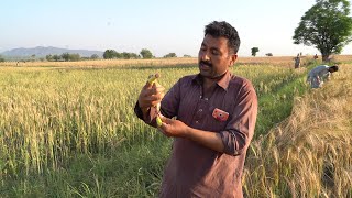 Quail bird Netting / Batair ka shikar Jall aur Sirak K Sath / Common quail / صيد السمان بالشبكة