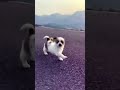 AAPKE PASS KYA HAI...!?🤔😱😂 #shorts #youtubeshorts #pomeranian #dog #funny #cute #trending