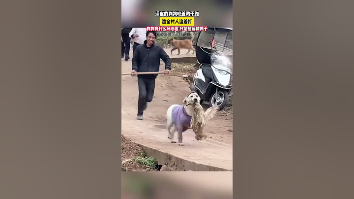 狗狗有什么坏心思 只是想解救鸭子