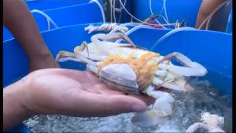 FIP Kien Giang 2016 review