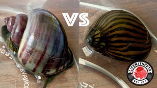 Which Snail is BEST at Removing Algae.