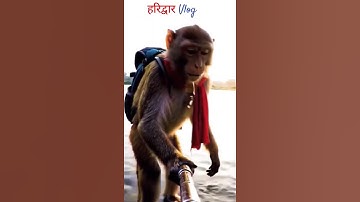 monkey vlogging in haridwar🐒 monkey vlog in hindi! #monkey #monkeyvlogs #monkeyvlogging #vloginindia