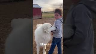 This Boy Thought His Puppy Friend Had Grown Up and Forgotten Him