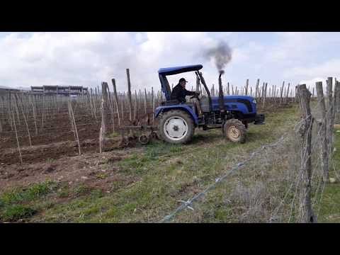 ახალი ვენახის კულტივაცია.