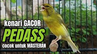 Masteran KENARI GACOR ngeroll panjang,Cuit Cuit Emosi AMPUH bikin kenari nyaut ,Masteran MURAI BATU